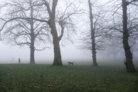Fog