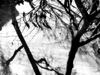 Shadowland
