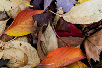 Autumn leaves